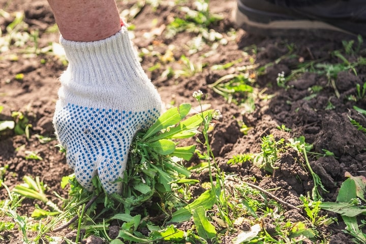 The Benefits of Hiring Professional Weed Control Services